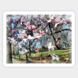 Spring - Magnolia Closeup by Fence Sticker